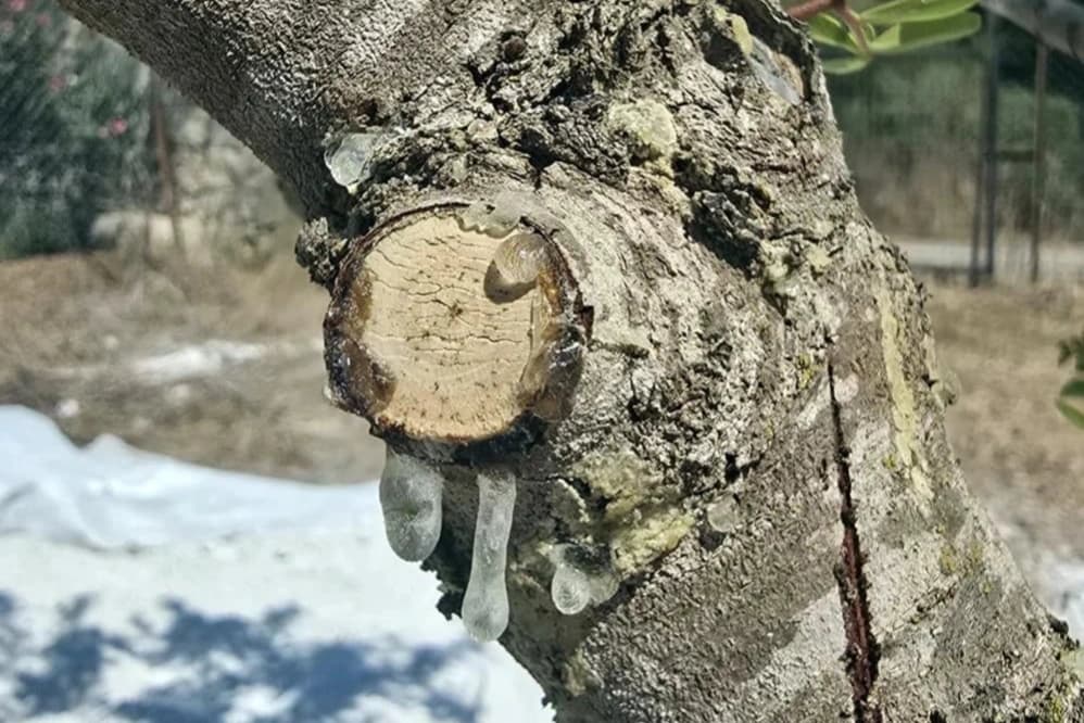 11 yıl beklediler, ilk hasat başladı