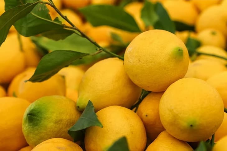 Limonun tanesi 24 lira: Osmaniye Kadirli’de limonun fiyatı vatandaşı da üreticiyi de isyan ettirdi 