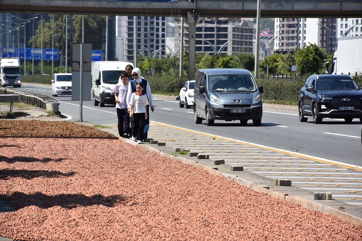 Karadeniz Sahil Yolu fındık harmanlarıyla süslendi