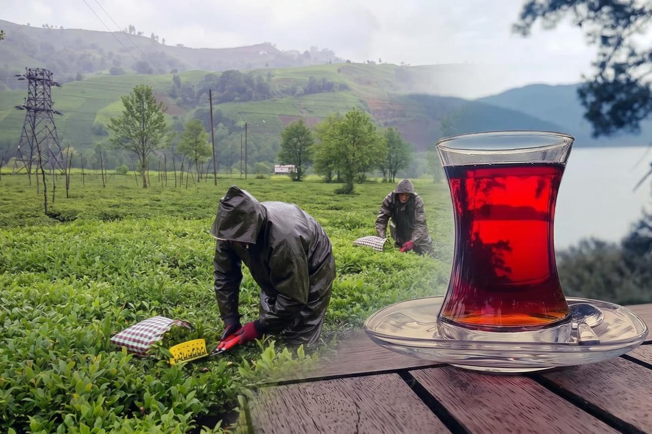 Yaş çayın kilosu 35 TL olarak belirlendi
