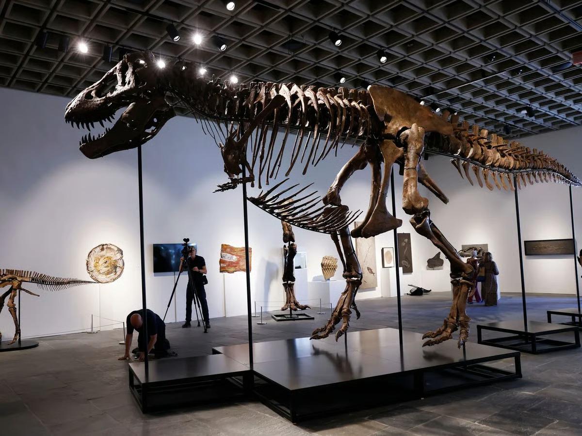 Dinozor fosili 50 milyon dolara satıldı