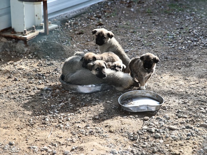 Sokak hayvanları için toplanan 25 milyon 440 bin TL'yi kendi hesaplarına geçirdiler