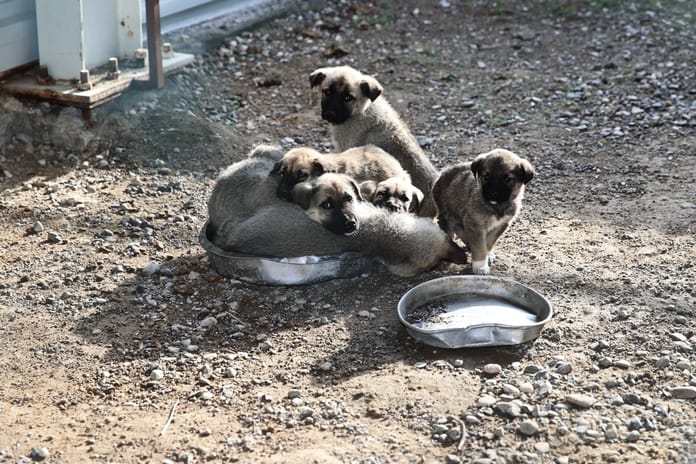 Sokak hayvanları için toplanan 25 milyon 440 bin TL'yi kendi hesaplarına geçirdiler