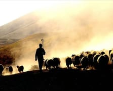 Gündüz çoban, gece hırsız! "Kaçarlar" şebekesi çökertildi 