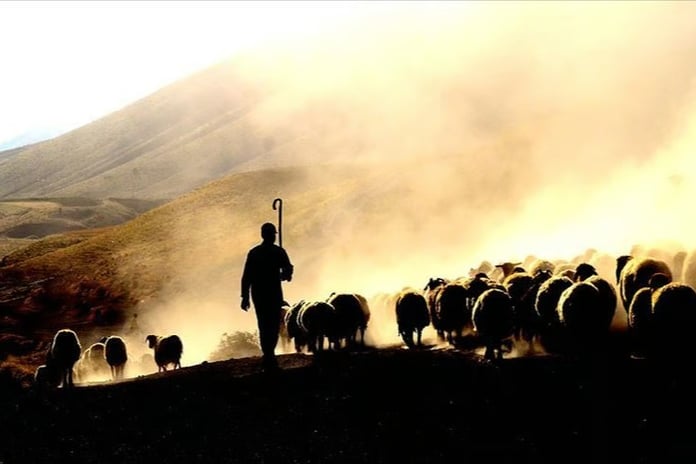 Gündüz çoban, gece hırsız! "Kaçarlar" şebekesi çökertildi 