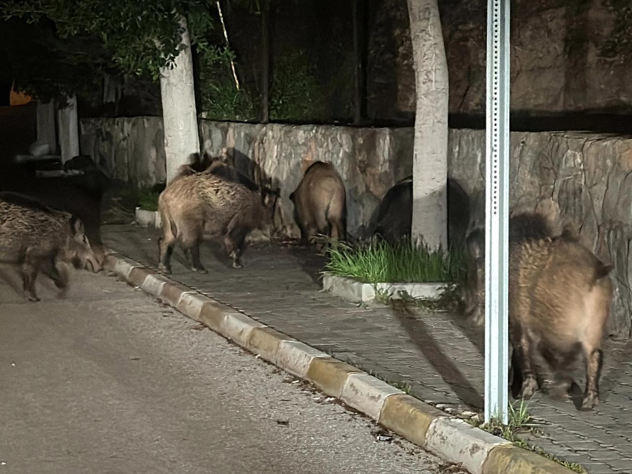 Başıboş domuzlarla selfie çekmeye başladılar