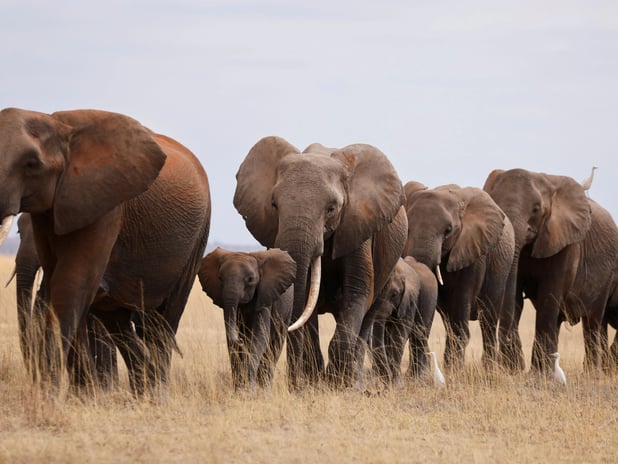 Hindistan’ın Jharkhand eyaletinde fil sürüsü köy bastı: 4 ölü