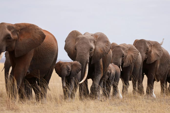 Hindistan’ın Jharkhand eyaletinde fil sürüsü köy bastı: 4 ölü