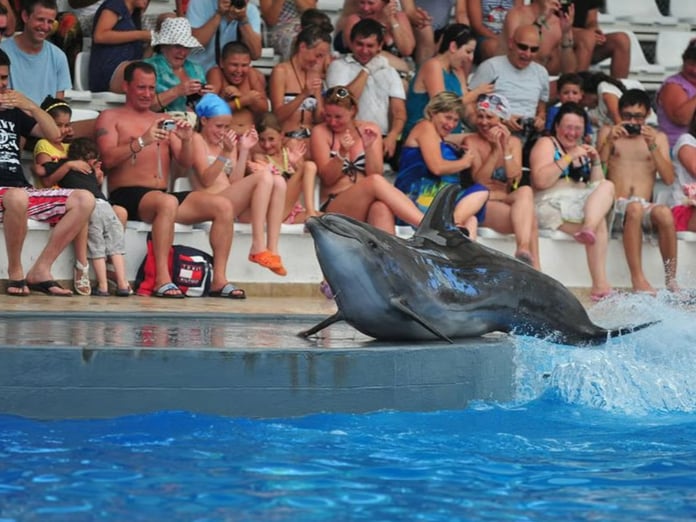 Kanada'da bir eğlence parkı balinaları öldürmeye hazırlanıyor