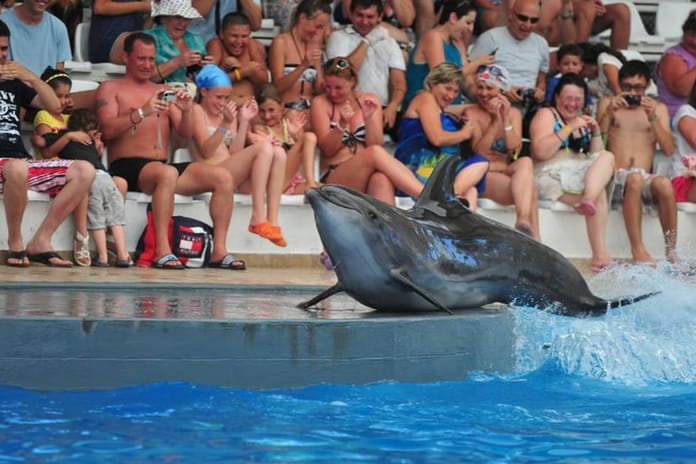 Kanada'da bir eğlence parkı balinaları öldürmeye hazırlanıyor