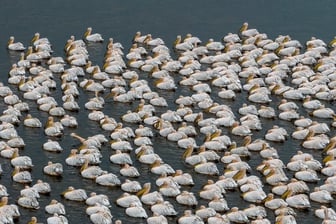 Ak pelikanlardan göç yolculuğuna kısa bir mola