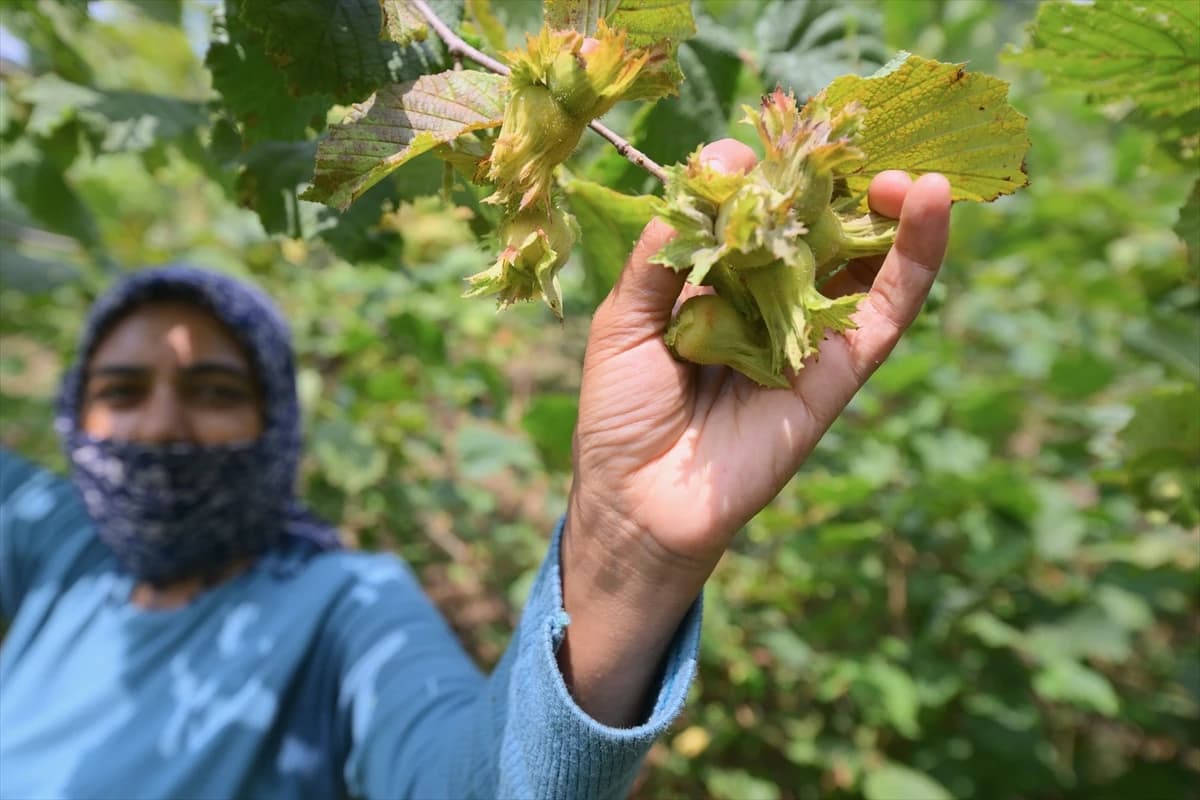 Düzce'de fındık mesaisi tüm hızıyla sürüyor