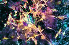 Hamileliğin gizli evreleri aydınlandı: Laboratuvarda yapay rahim dokusu üretildi