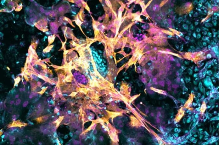 Hamileliğin gizli evreleri aydınlandı: Laboratuvarda yapay rahim dokusu üretildi