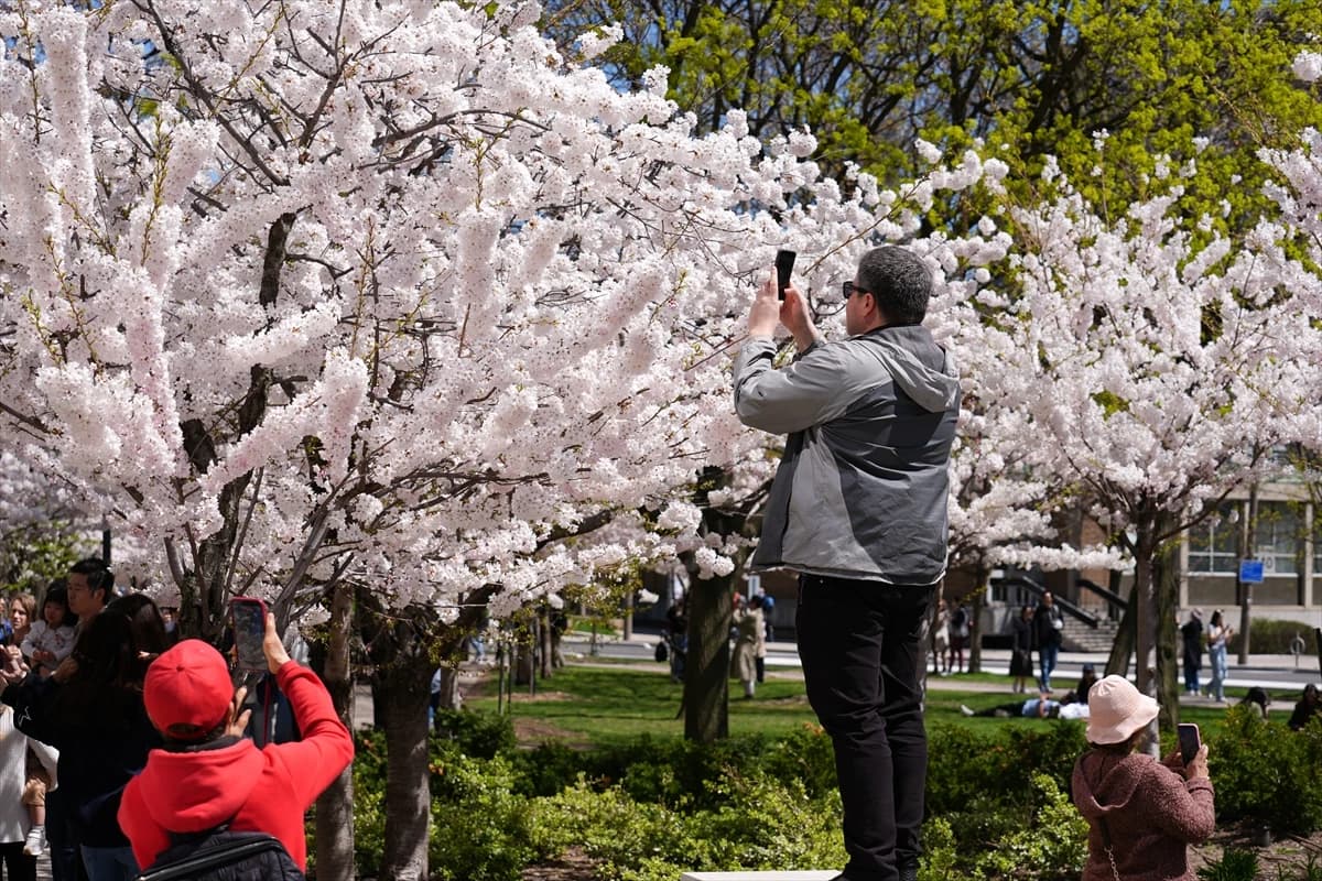 Toronto'da Japon esintisi | Dört bir yanı sardılar...