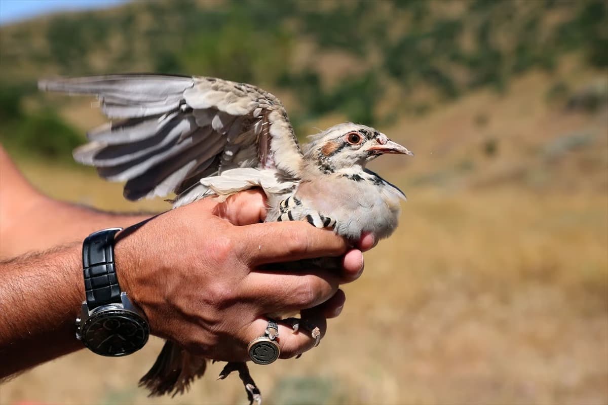 Yüzlerce kınalı keklik doğaya salındı