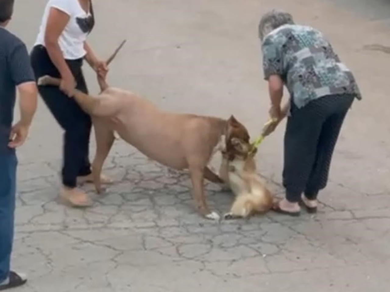 Başkentte pitbull dehşeti!