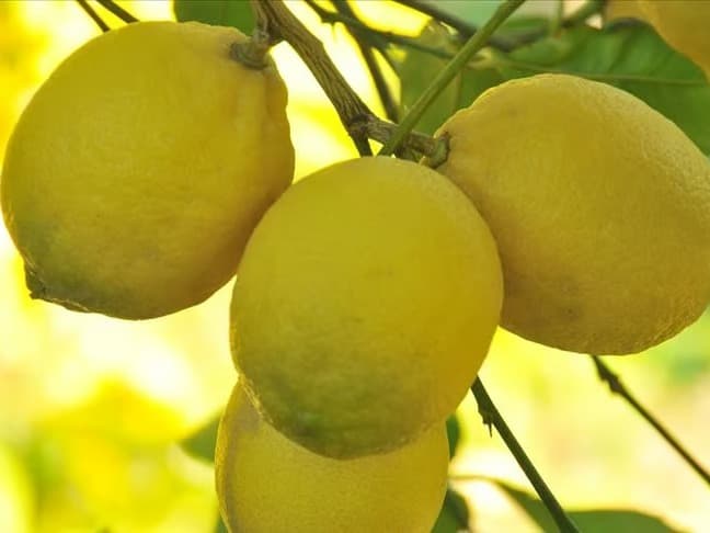 Limon ithalatında gümrük vergisi düzenlemesi