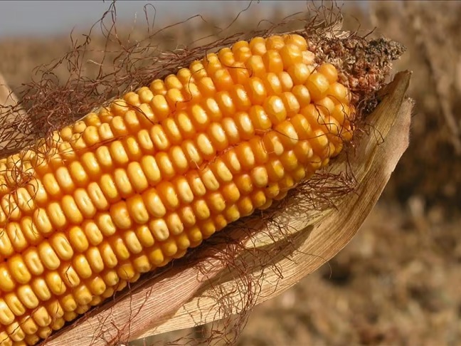 Türkiye 500 bin ton mısır ithalatı yapacak