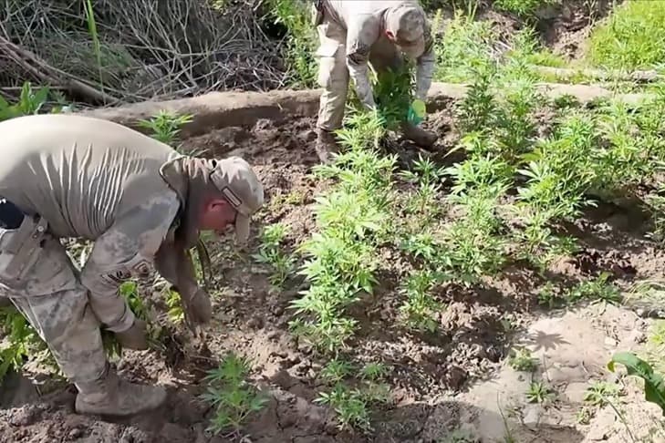 Diyarbakır'da dev uyuşturucu operasyonu 12 milyon kök kenevir ele geçirildi