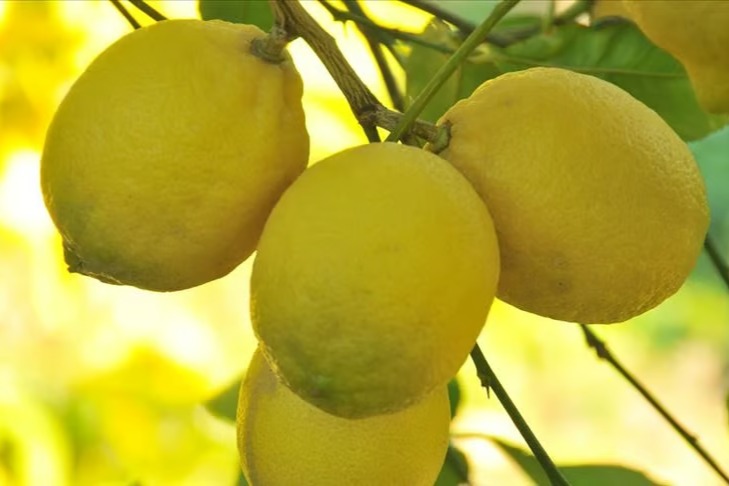 Limon ithalatında gümrük vergisi düzenlemesi