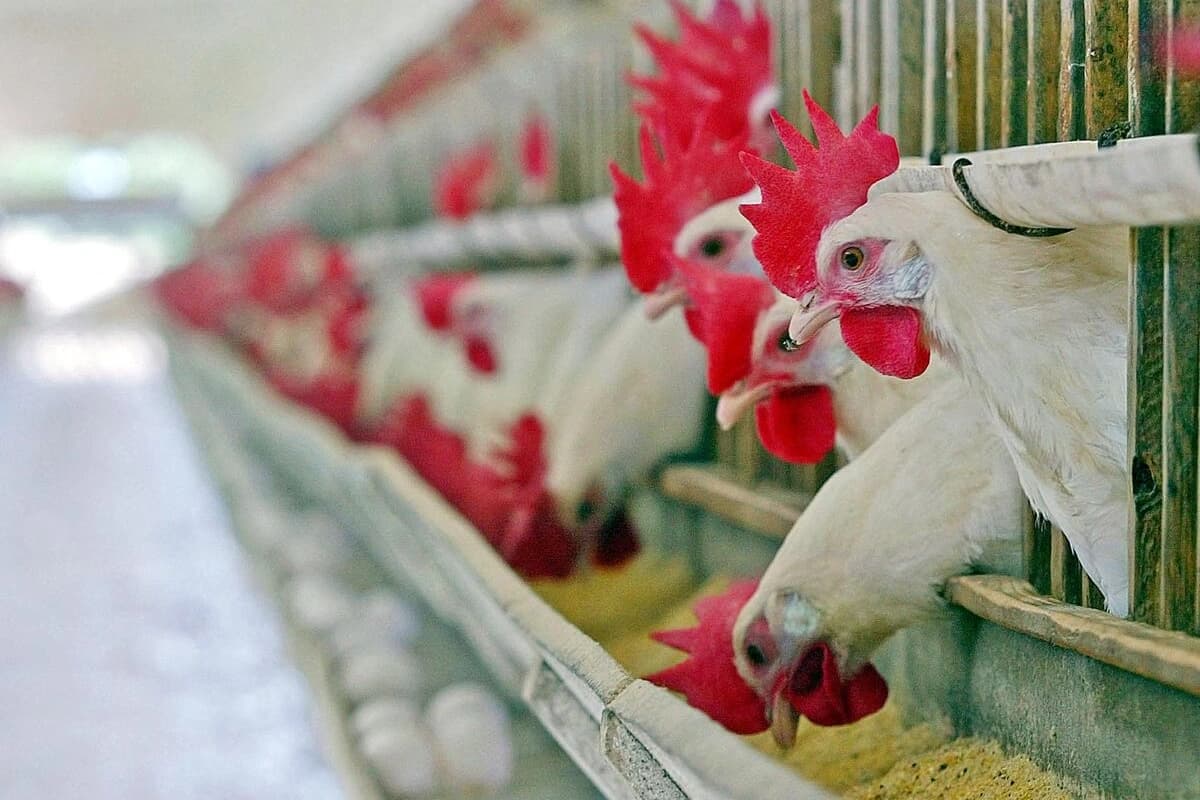 AB’den Brezilya’ya antibiyotik engeli