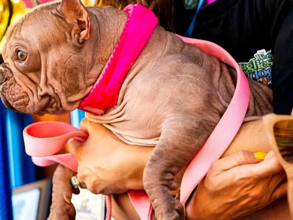 ABD'de dünyanın en çirkin köpeği seçildi