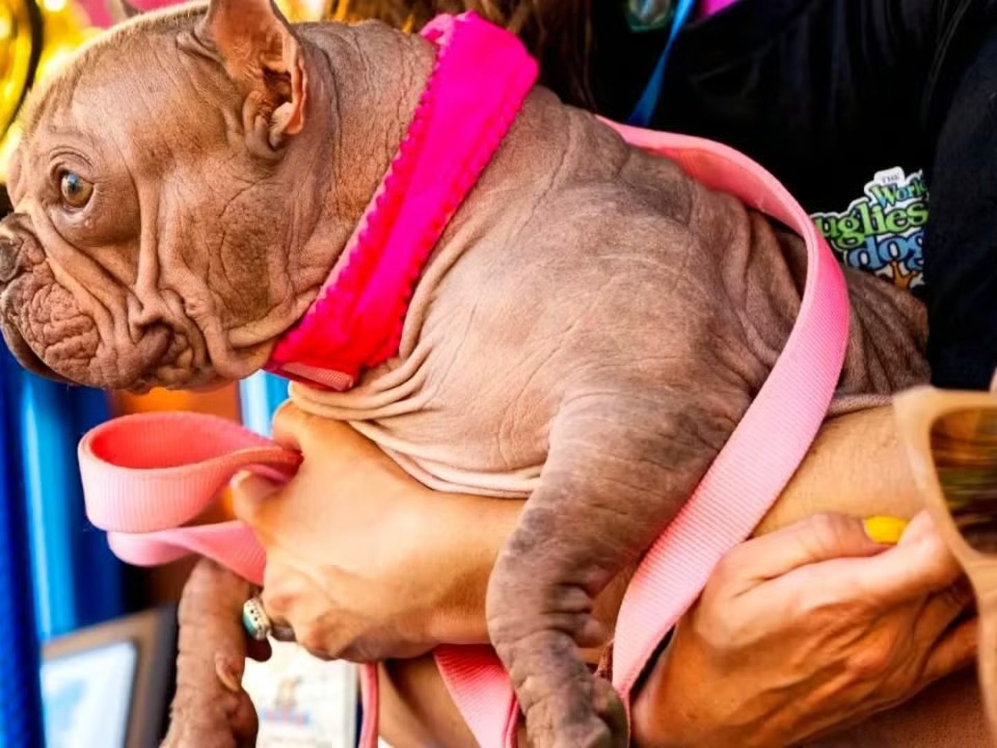 ABD'de dünyanın en çirkin köpeği yarışması düzenlendi