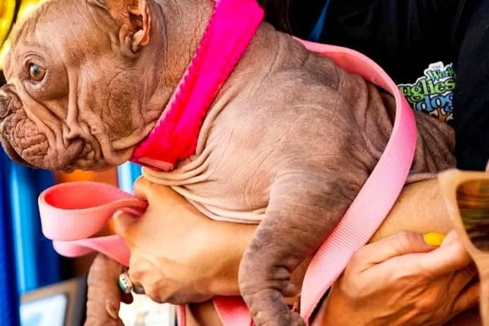 ABD'de dünyanın en çirkin köpeği yarışması düzenlendi