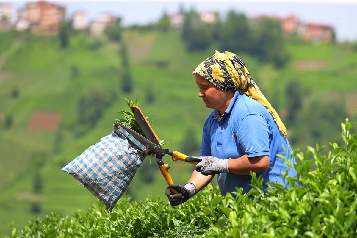 Çay toplayan Karadenizli kadınlar