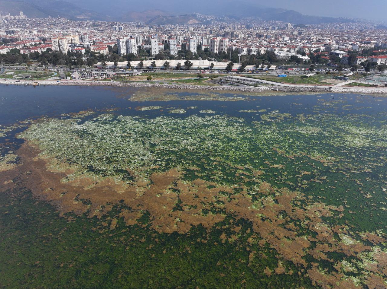 İzmir'de Bostanlı sahilinde yosun tabakası oluştu