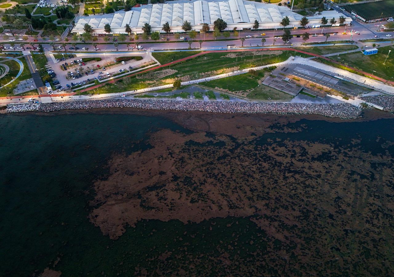 İzmir'de Bostanlı sahilinde yosun tabakası oluştu