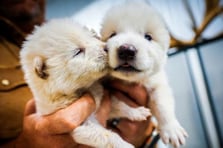 Ulukurtlar 12.500 yıl sonra yeniden doğdu