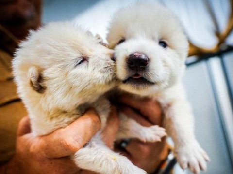 Ulukurtlar 12.500 yıl sonra yeniden doğdu