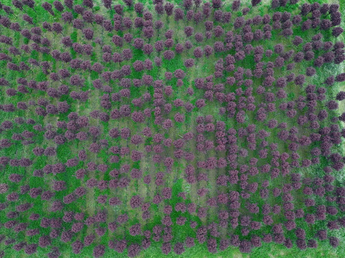 Galeri Fotoğrafı