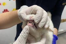 Beslenme zorluğu çeken yaralı kediye metal diş kaplaması yapıldı