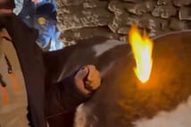 İneğin karnında biriken gazları çakmak ve trokarla çıkardı