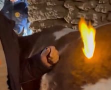 İneğin karnında biriken gazları çakmak ve trokarla çıkardı