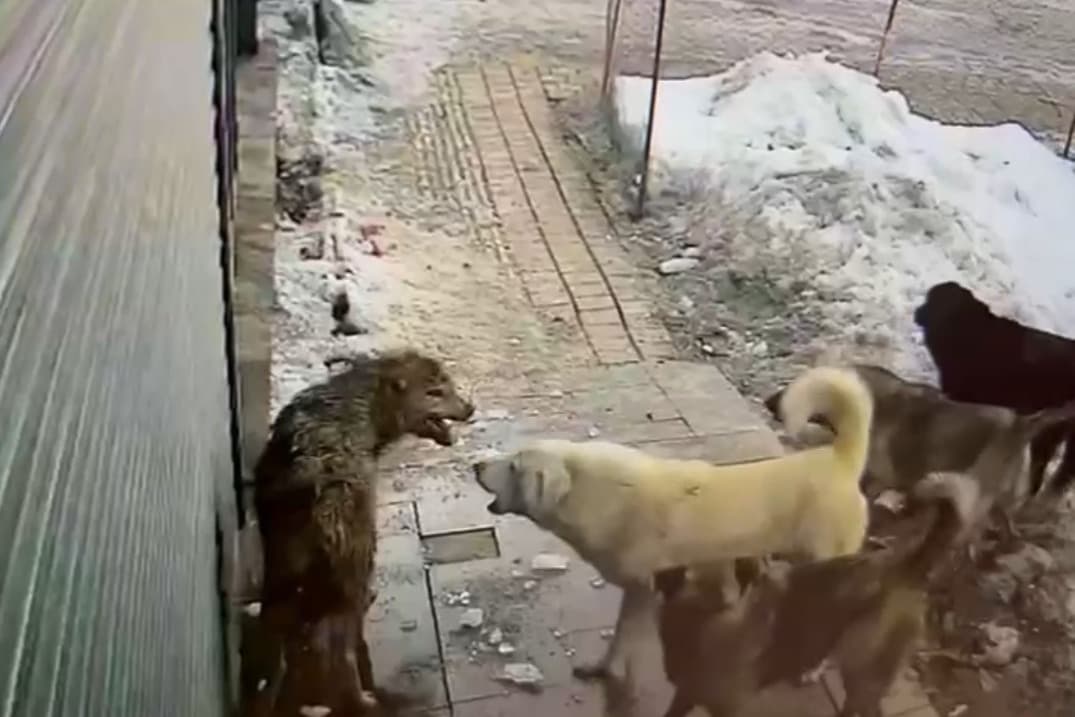 Yerleşim merkezine inen kurt başıboş köpeklerin saldırısına uğradı
