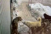 Yerleşim merkezine inen kurt başıboş köpeklerin saldırısına uğradı