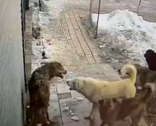 Yerleşim merkezine inen kurt başıboş köpeklerin saldırısına uğradı