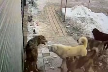 Yerleşim merkezine inen kurt başıboş köpeklerin saldırısına uğradı