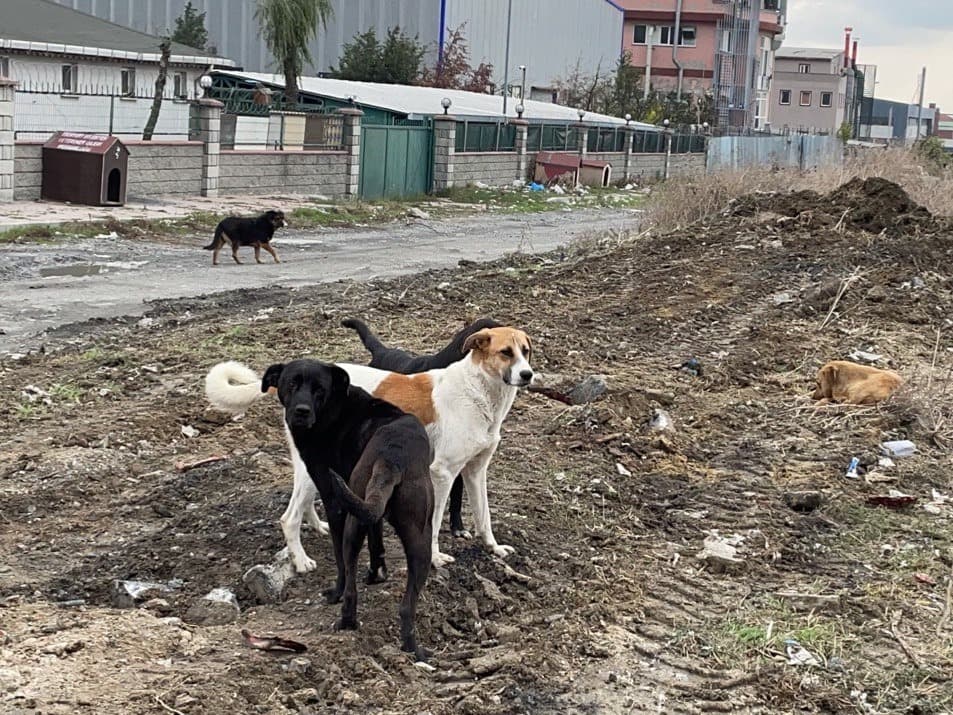 Yine başıboş köpek yine çocuğa saldırı