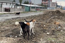 Sokakta yürüyen çocuğa başıboş köpek saldırdı