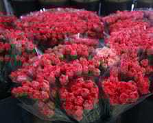 Dünya kadınlarına Türkiye'den 75 milyon dal çiçek