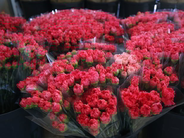 Dünya kadınlarına Türkiye'den 75 milyon dal çiçek