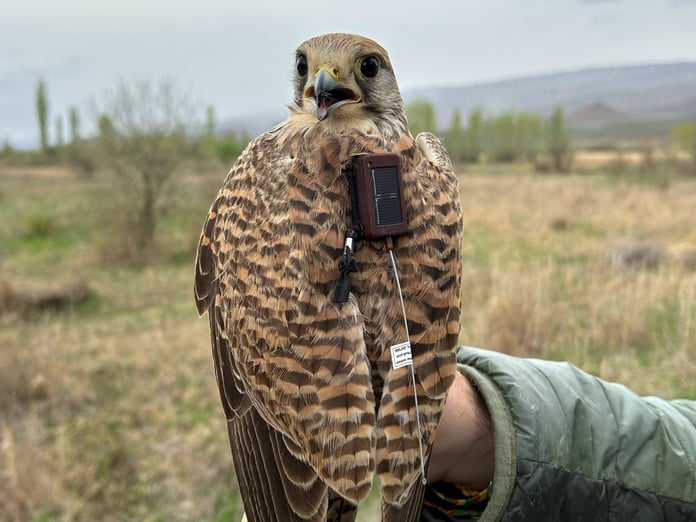Uydu vericisi takılan kerkenezinrotası Iğdır'dan takip ediliyor