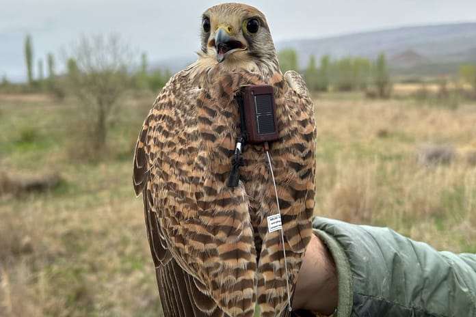 Uydu vericisi takılan kerkenezinrotası Iğdır'dan takip ediliyor