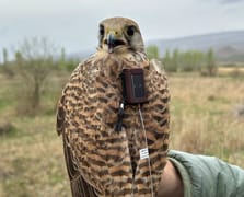 Uydu vericisi takılan kerkenezinrotası Iğdır'dan takip ediliyor