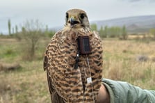 Uydu vericisi takılan kerkenezinrotası Iğdır'dan takip ediliyor